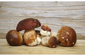 Raccolta funghi anno 2026